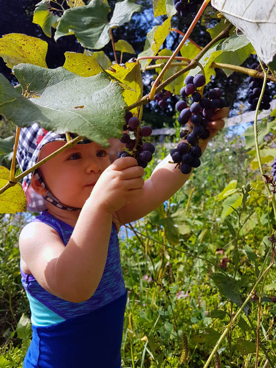 Ellie picking grapes