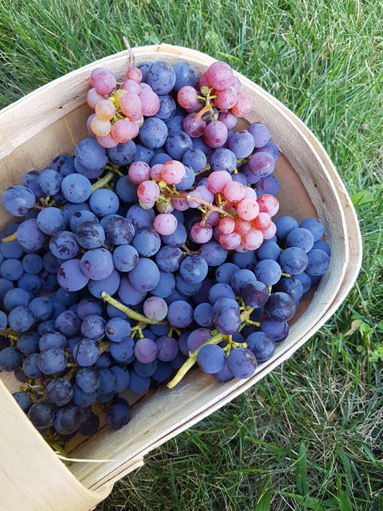 Basket of sovereign coronation blue grapes