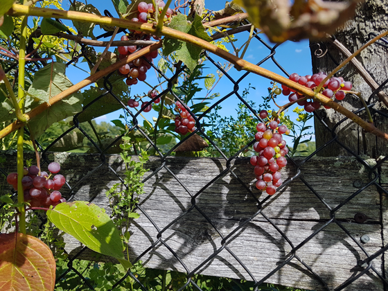 Bunches of red somerset grapes on the vine