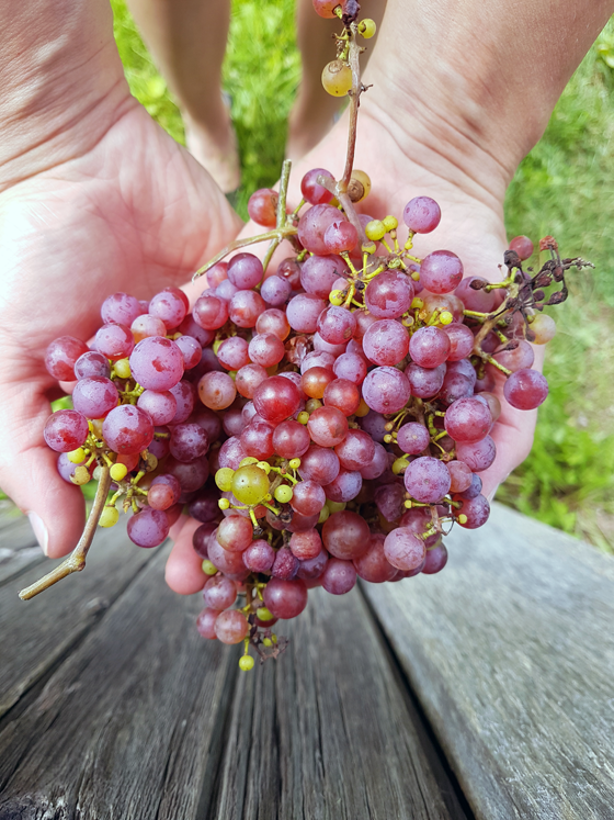 Red somerset grapes