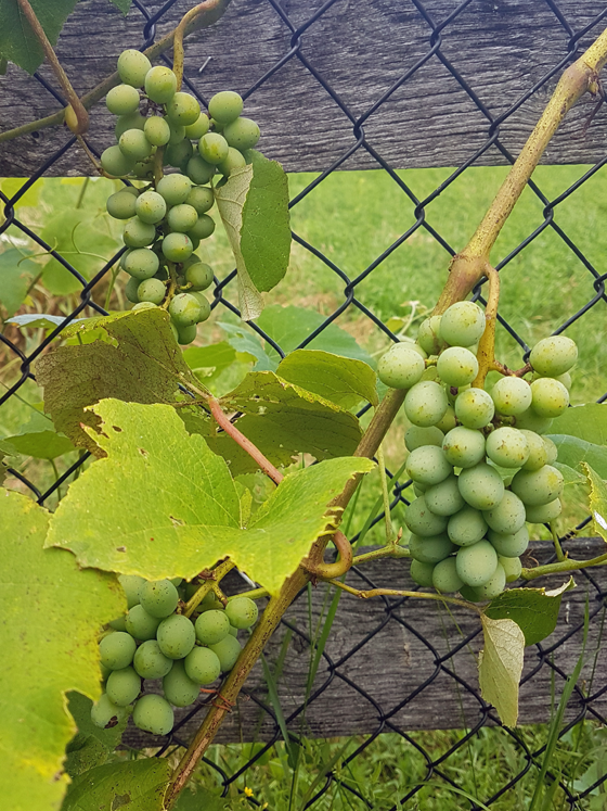 Bunches of unripe green grapes