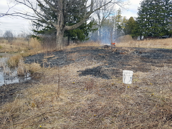 Controlled burn beside the pond