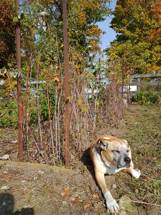 Baxter laying beside the pruned row of raspberries