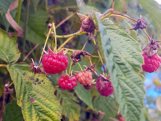 Red raspberries