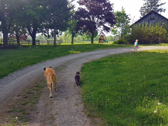 Baxter's last walk with Ralph and Ellie