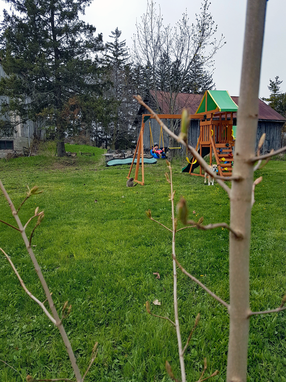 Ellie swinging on her playset with Baxter and Ralph behind the new tree we planted for Mother's Day