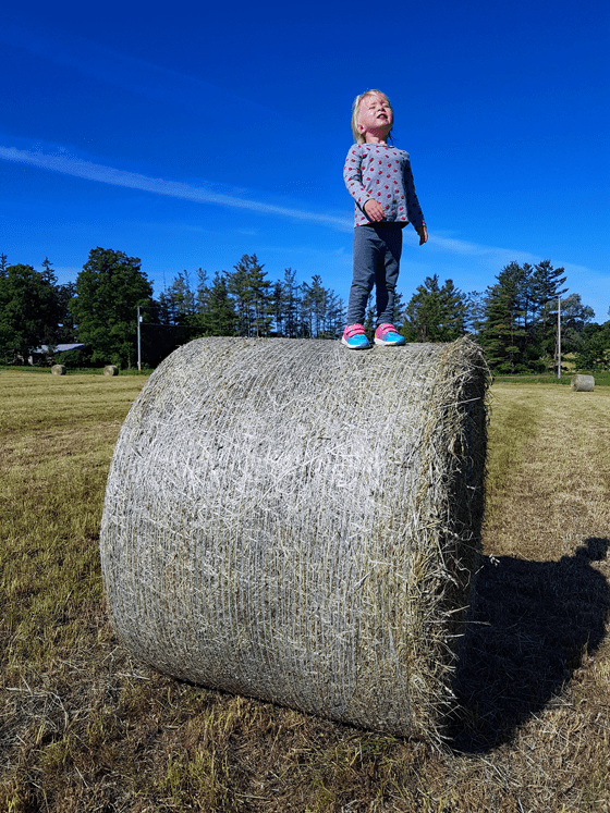 Ellie standing on the hay bale