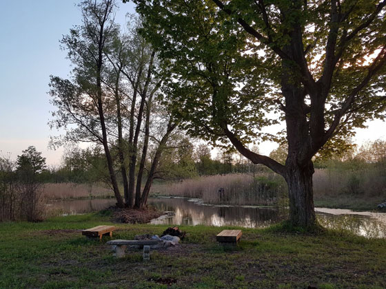 Evening at the pond