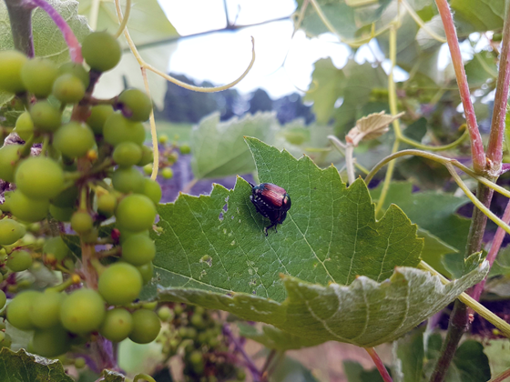 Japanese beetles on grape vines