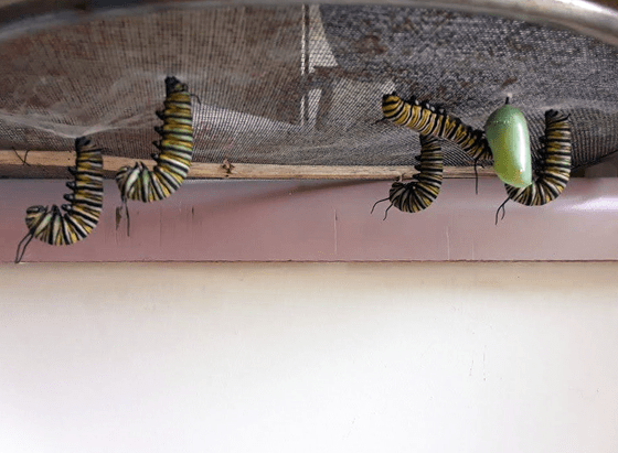 Monarch caterpillars hanging upside down
