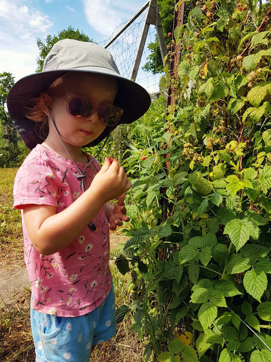 Ellie picking raspberries in the garden