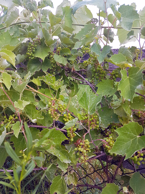 Unripe grapes
