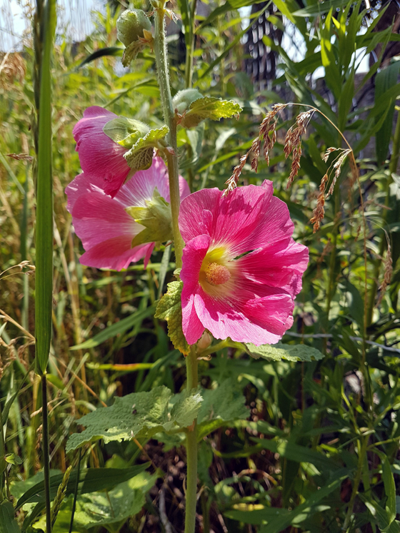 Pink hollyhock