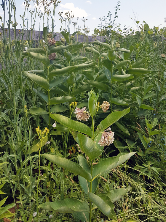 Milkweed in the vegetable garden