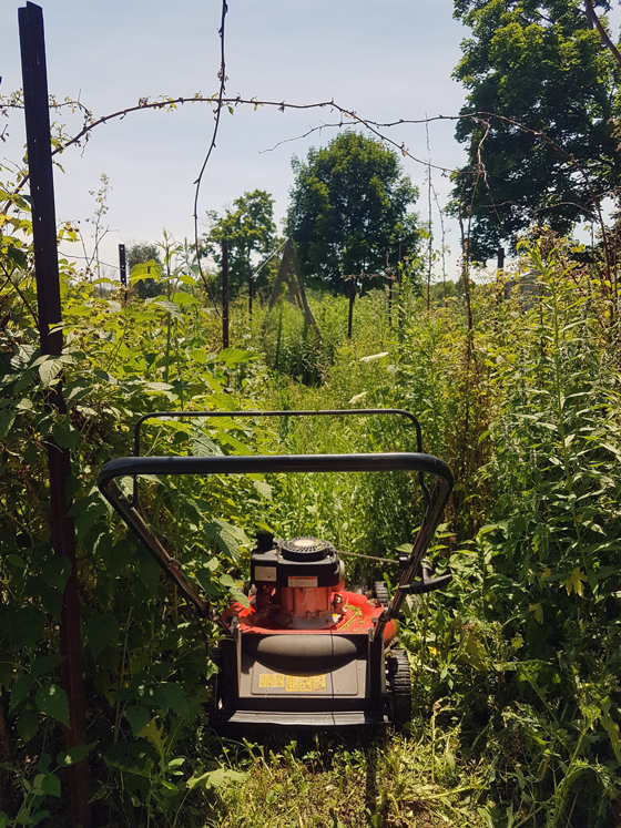 Mowing the vegetable garden