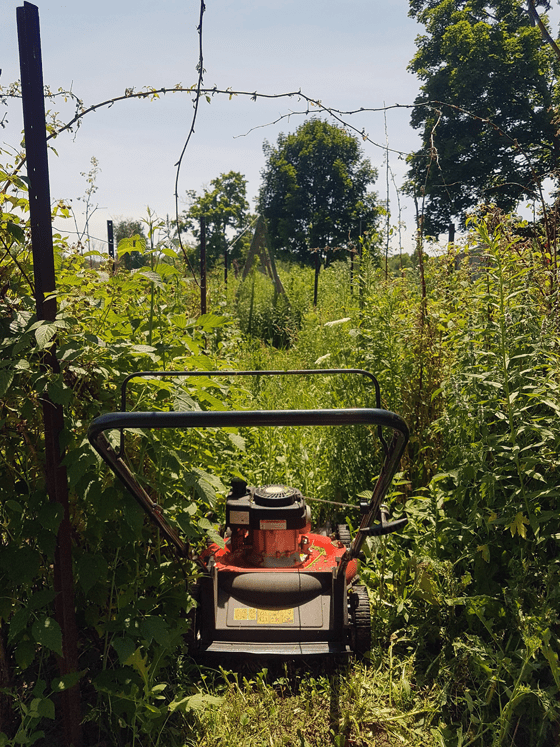 Mowing the vegetable garden