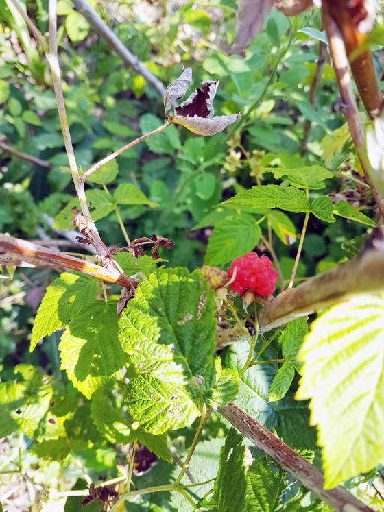 First ripe raspberry
