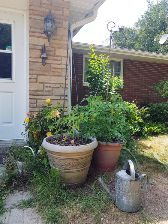 Growing tomatoes in pots