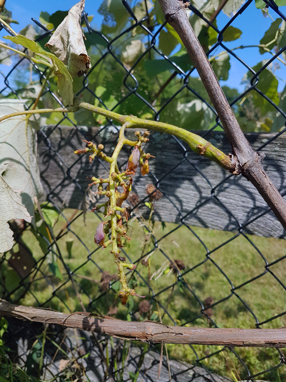 Grapes eaten by birds