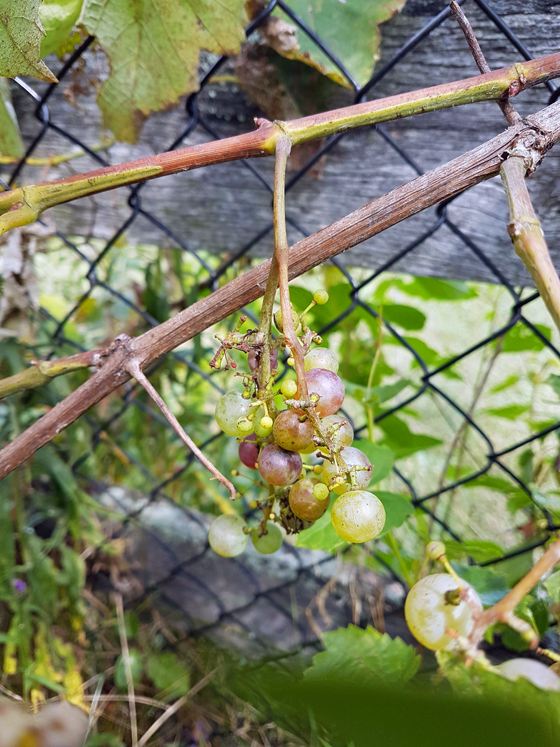 Ripening grapes