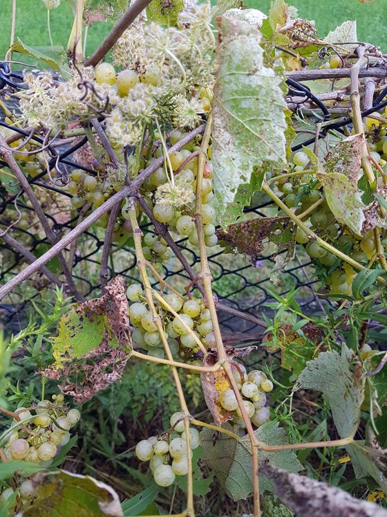 Ripening grapes