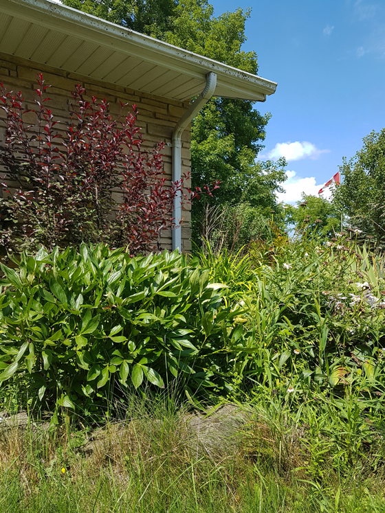 Untrimmed grass around the flowerbed