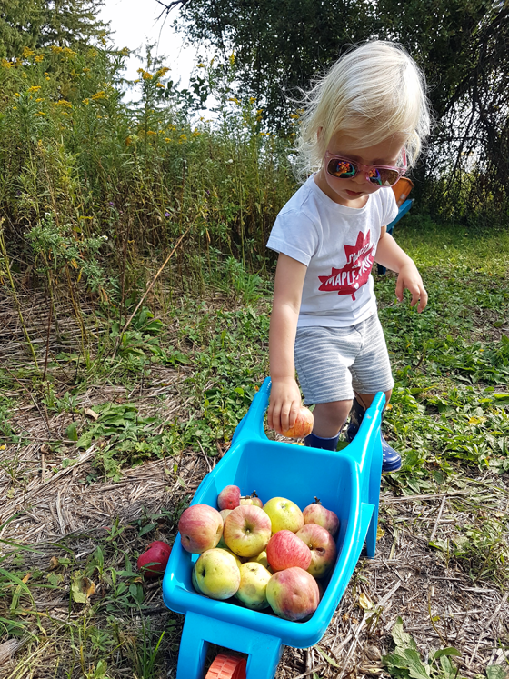 Toddler putting apples in a toy wheelbarrow