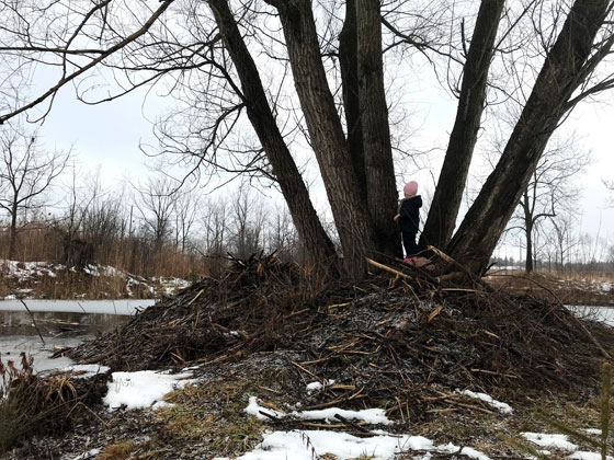 Child standing on a tree in the middle of a large beaver lodge