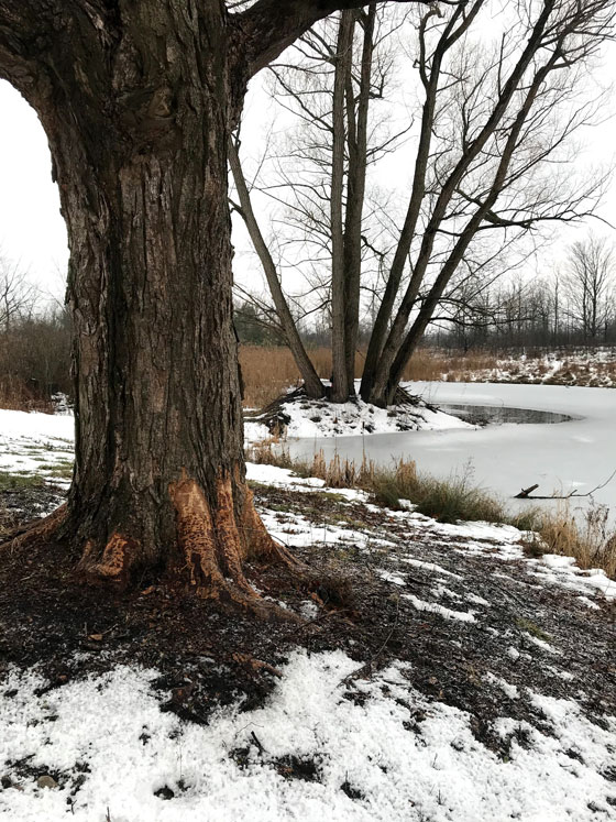 Beaver damage around the base of a large tree
