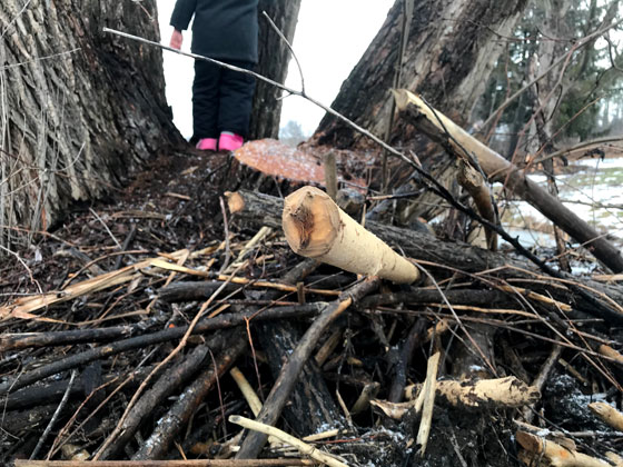 Close up of a stick in a beaver lodge