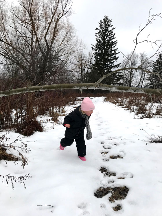 Child ducking to walk under a tree cut down by beavers