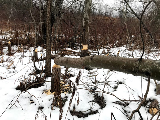 Trees stumps cut by beavers