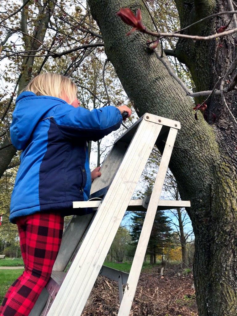 Child standing on a ladder scraping gypsy moth eggs off a tree