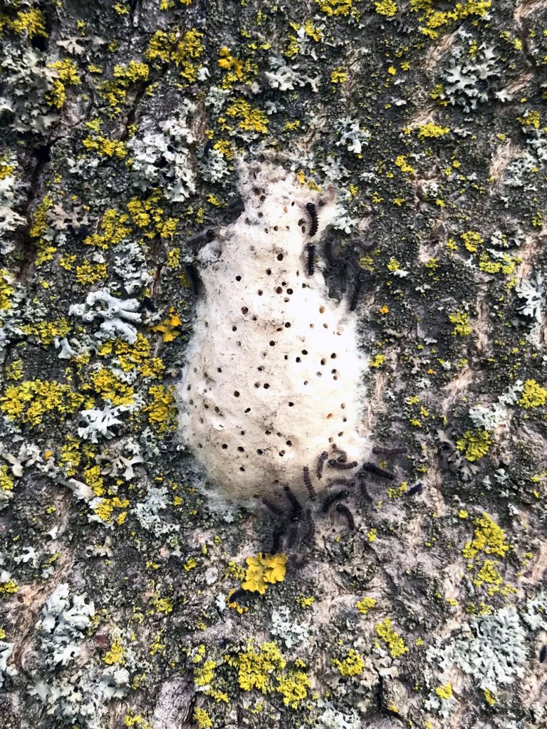 Gypsy moth egg mass with newly hatched caterpillars