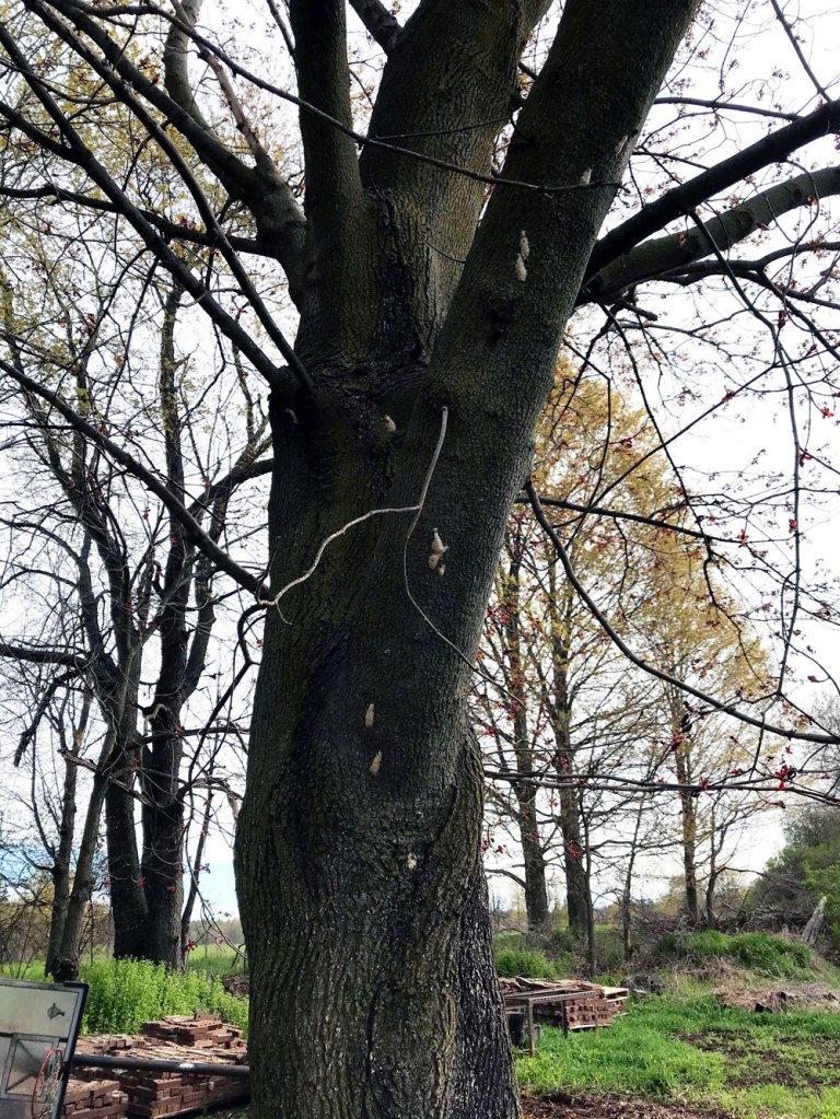 Gypsy moth egg masses on a maple tree