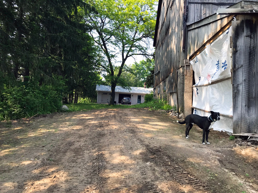 Black dog standing on dirt beside a barn. A hole in the barn wall is covered in a tarp.