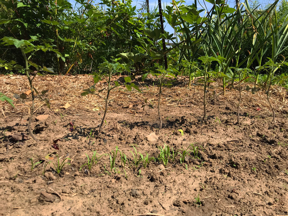 Tomato seedlings in a garden