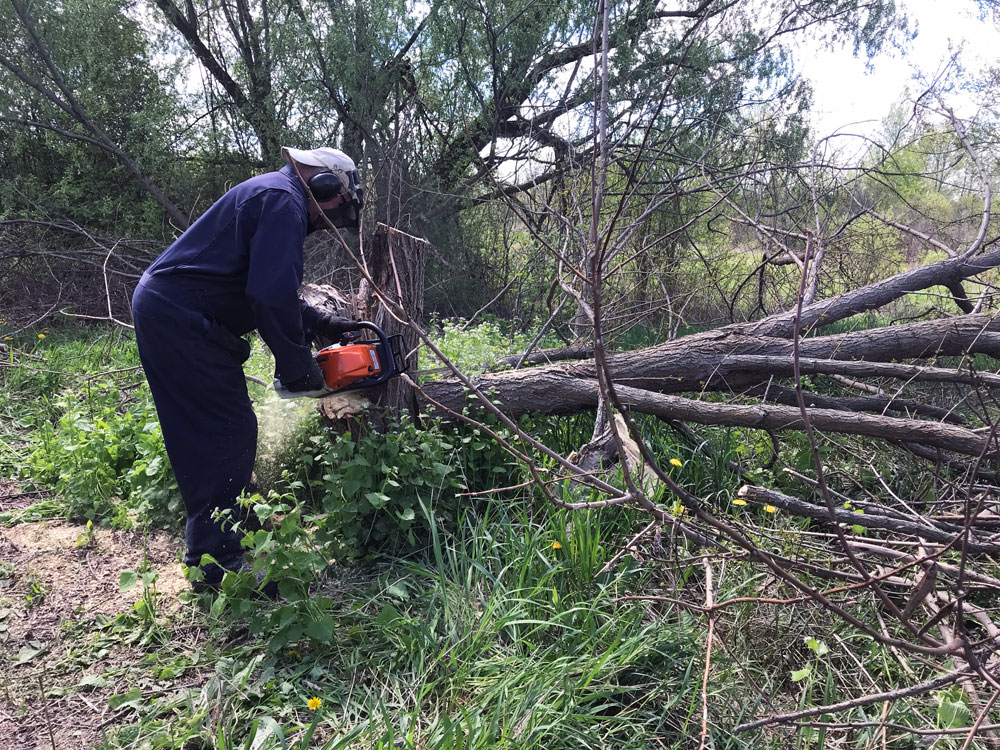 Man in coveralls and earmuffs cutting a tree with a chainsaw