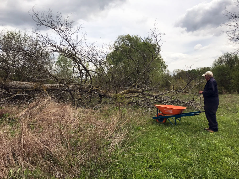 Man with a wheelbarrow looking at a large fallen tree