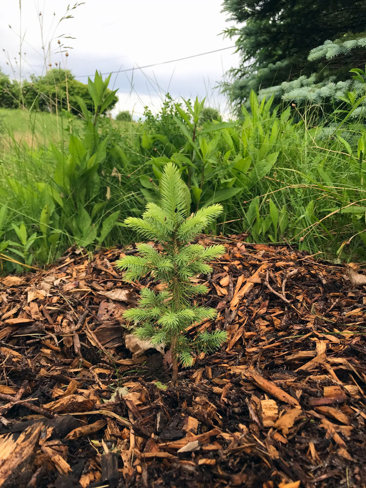Small evergreen tree surrounded by woodchip mulch