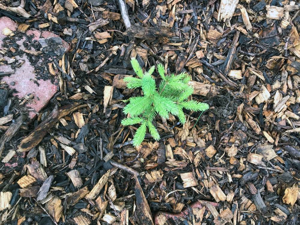 Small evergreen tree seen from above surrounded by woodchip mulch