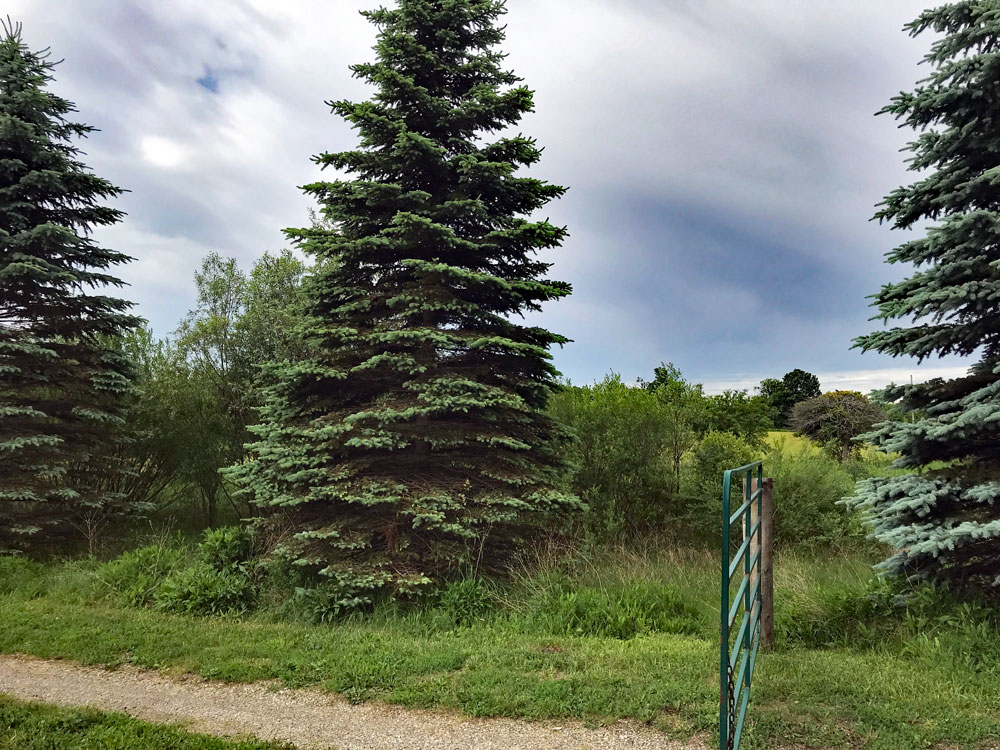 Evergreen trees at the edge of a gravel driveway
