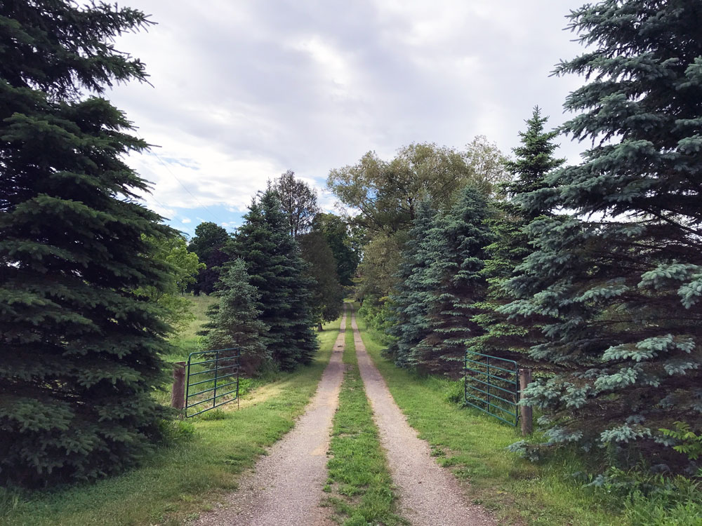 Farm driveway lined with evergreen trees
