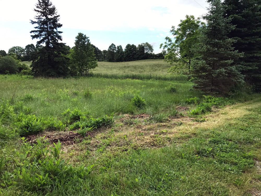 View across a field of tall green grass
